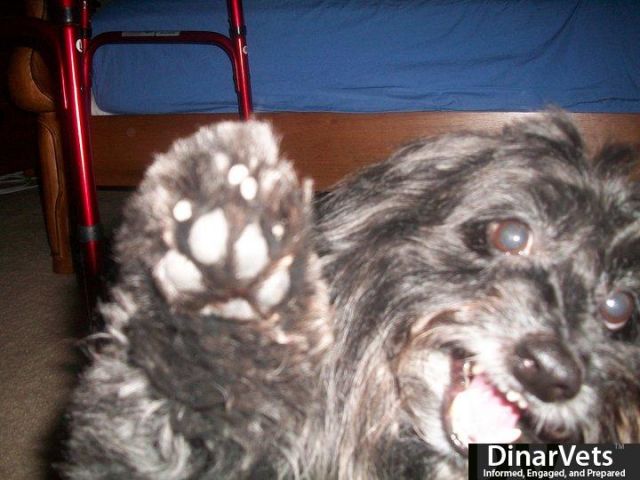 My kids puppy.jpg