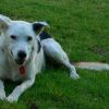 New Zealand - Waiheke Island-Kiwi dog