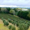 New Zealand - Waiheke Island- Olive trees & Vineyard