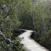 New Zealand - Paihia - mangrove swamp