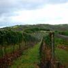 New Zealand - Waiheke Island-Vineyard