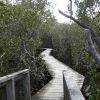 New Zealand - Paihia - mangrove swamp