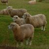 New Zealand - Near Auckland-Sheep