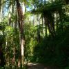 New Zealand - Lake Trail