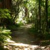 New Zealand - Lake Trail