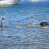 New Zealand - Lake Taupo~black swan family