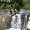 New Zealand - Paihia - mangrove swamp-falls