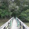 New Zealand - Paihia - mangrove swamp