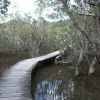 New Zealand - Paihia - mangrove swamp