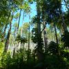 New Zealand - Lake Trail