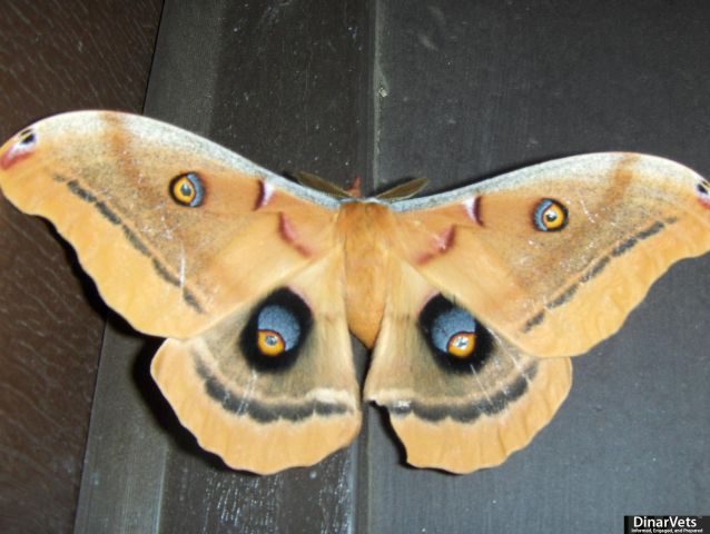 Moth,butterfly or bug?