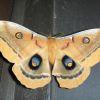 Moth,butterfly or bug?