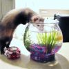 Fishing for Gold!  