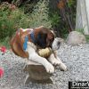Life Saver Dog : Beraloche,Argintina 08