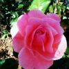 A rose in spring.jpg