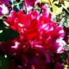 Beautiful Garden.jpg