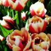 More flowers for Islandgirl.jpg