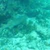 rsz_1nurse_shark_4.JPG