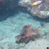 Lion fish horseshoe reef