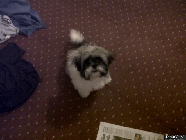 esme 2