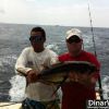 Nice Yellow Fin Tuna