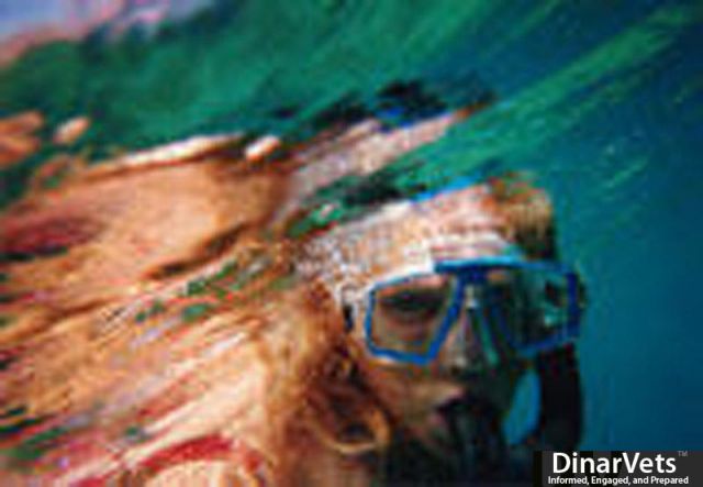 mermaid.jpg