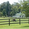 AAA Rusty Grazing.JPG