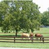 AAA Horses Grazing.JPG