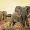 Bull-Elephant_10x8_web.jpg