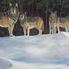 Wolves_10x8_web.jpg