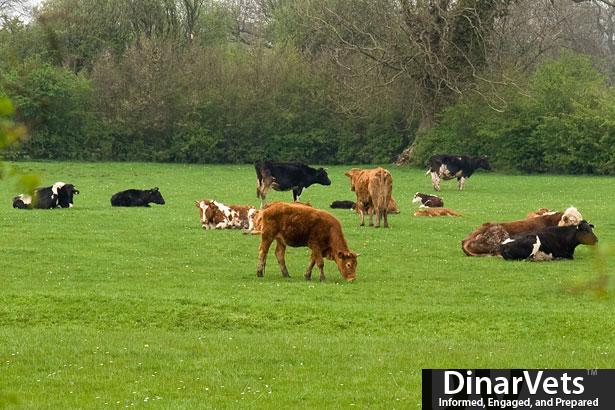 AAA Cattle.jpg