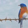 Bluebird 