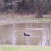 Weather only a duck could love!
