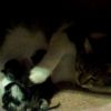 Angel's First Litter