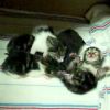 Angel's First Litter