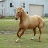 Prince in motion