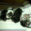 Angel's First Litter