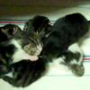 Angel's First Litter