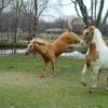 Kickin Up Their Heels