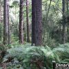 Redwood trail