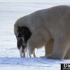 polardog05.jpg
