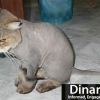 lioncut2.jpg
