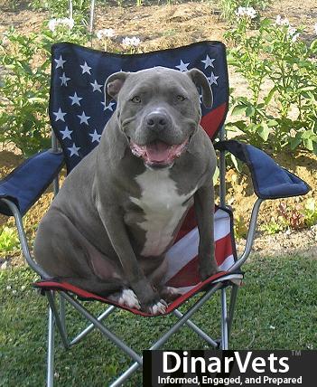 dog53