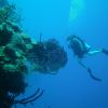 Black Coral 