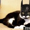 Bat Cat Felix.jpg