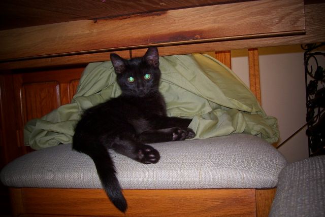 Spooky was just 4 weeks old, he liked to hide on that chair