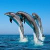 3 dolphins