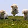 3 puppys