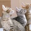 3 cats1