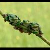 3 frogs
